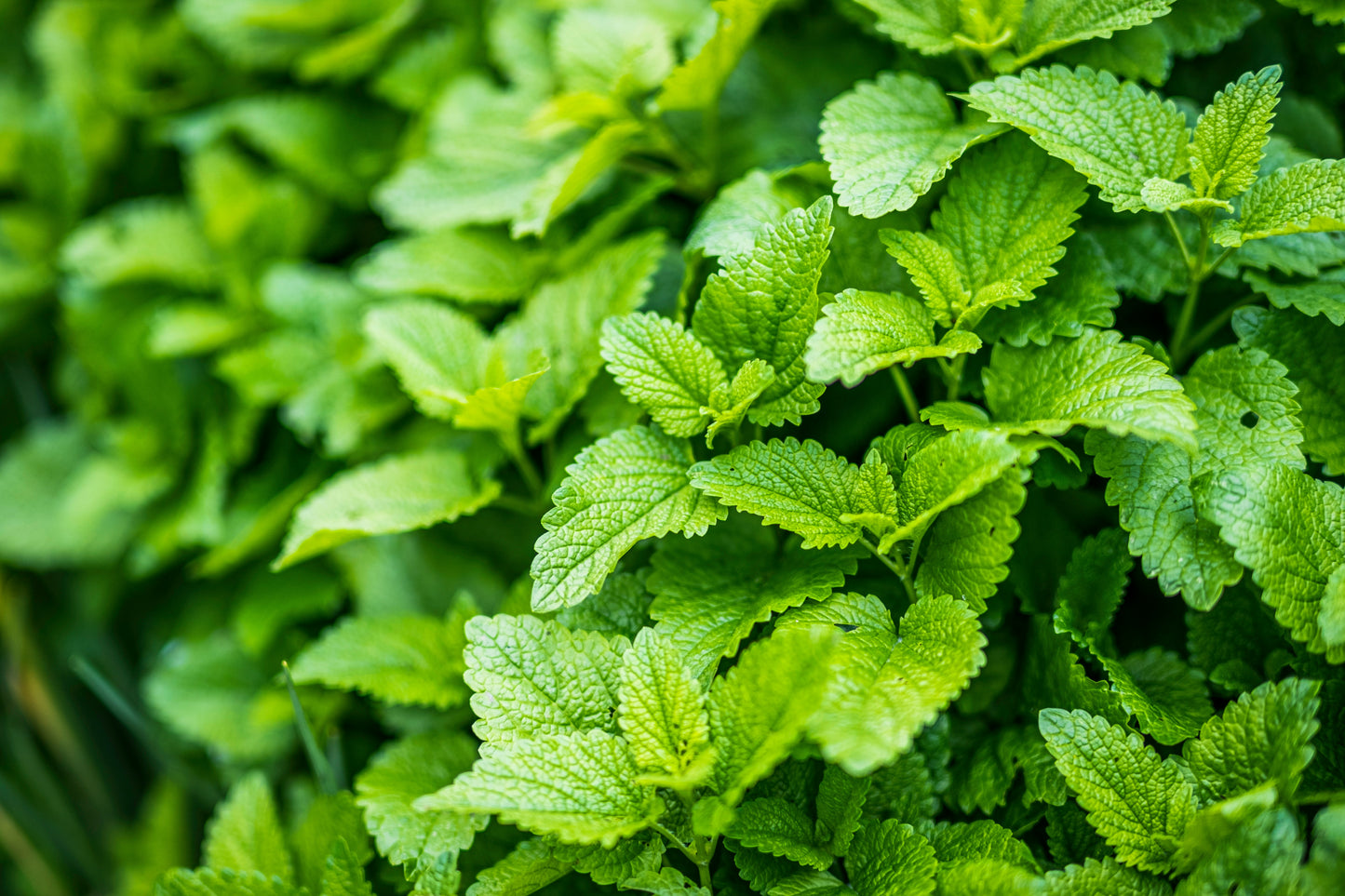 Passionflower & Lemon Balm Tincture