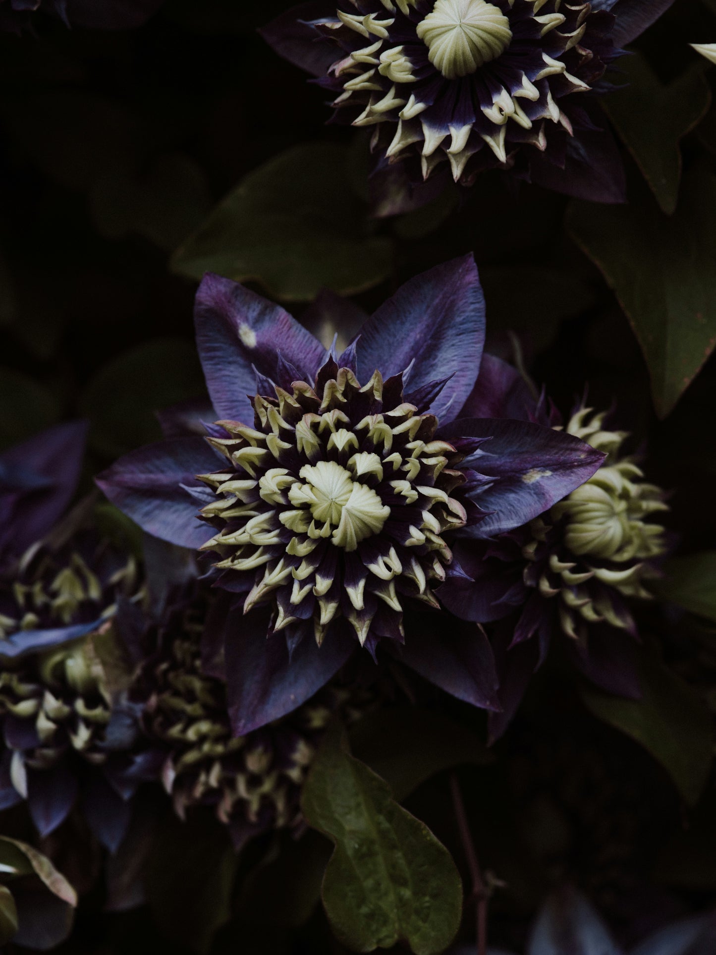 Passionflower & Lemon Balm Tincture