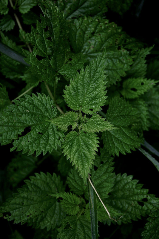 Nettles Tincture